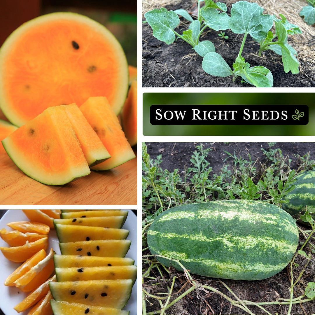 Orange Glo Watermelon – Sow Right Seeds