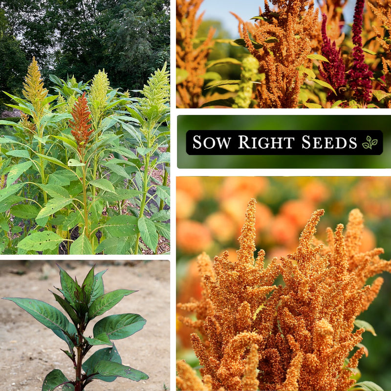 bronze amaranth seeds collage growing in garden young plant