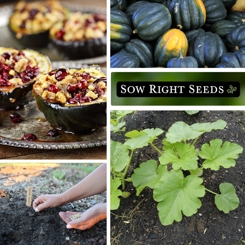 table queen acorn winter squash seeds collage stuffed large harvest planting young plant growing in garden