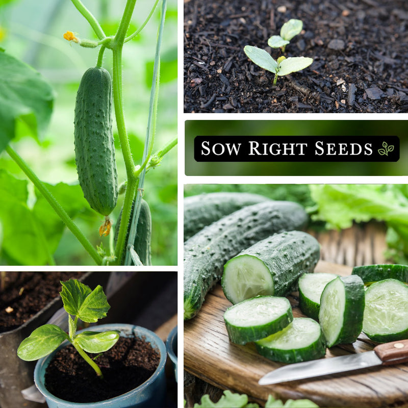 spacemaster cucumber seeds collage growing on trellis seedling growing in garden young plant in pot sliced on cutting board