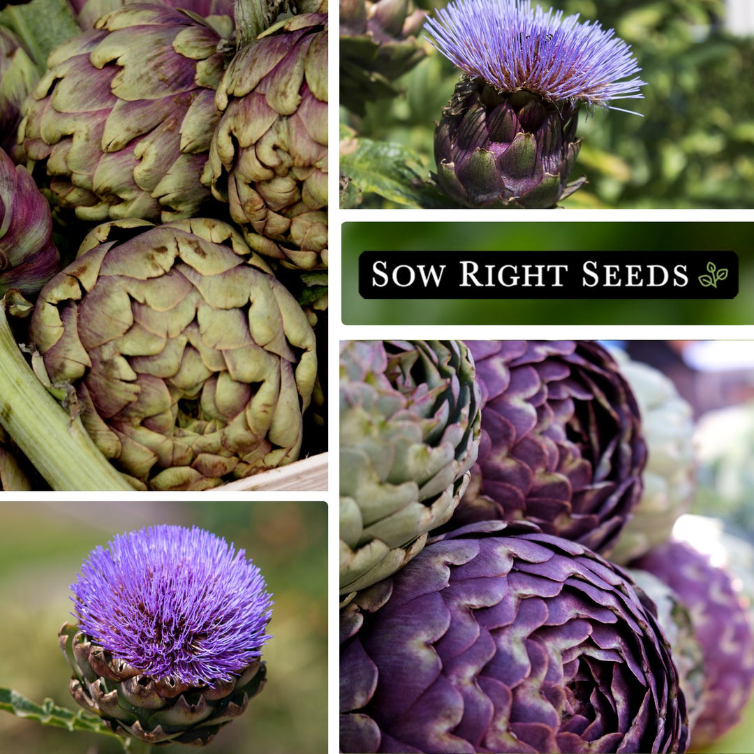artichoke seeds from flower Purple Romagna Artichoke Seeds