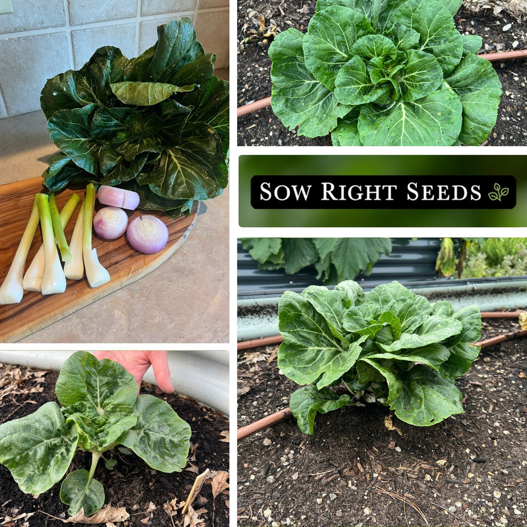 S*O様 dugudagii SPACE WEEDS Baby Bok Choy Seeds | Chinese Cabbage for Container Gardening