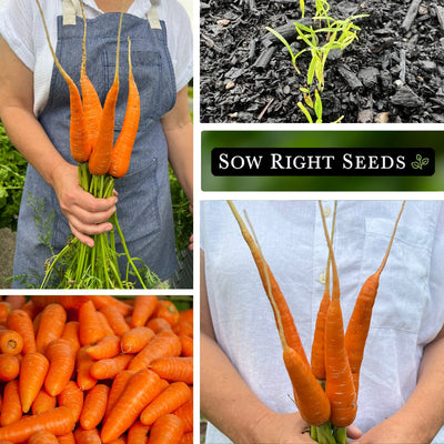 red cored chantenay carrot seeds collage bouquet harvest in hand seedlings growing in garden harvested carrots