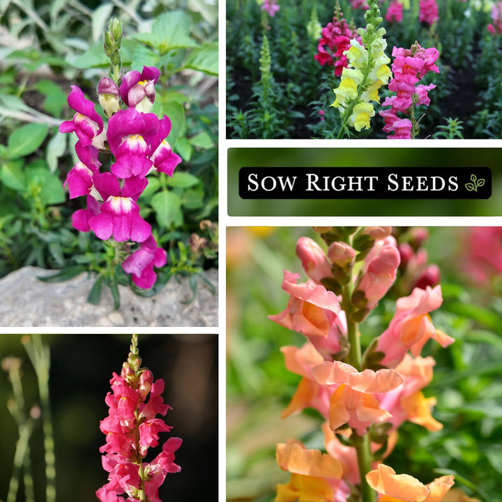 snapdragon flower seeds series f1-1000 seeds Sow Right Seeds - Large Mixed Snapdragon Flower Seeds for Planting - Non-GMO Heirloom Packet with Instructions to Grow