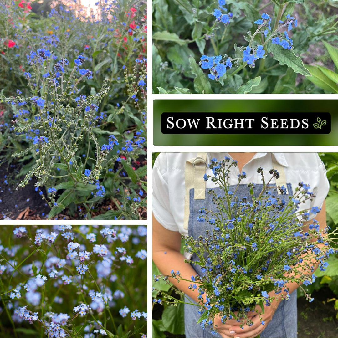 a plant that makes seeds but not flowers would be Chinese Forget-me-not Seeds