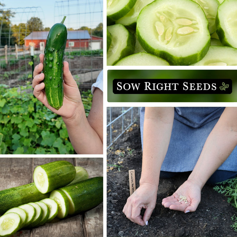 marketmore cucumber seeds collage harvest in hand slices sliced planting in garden