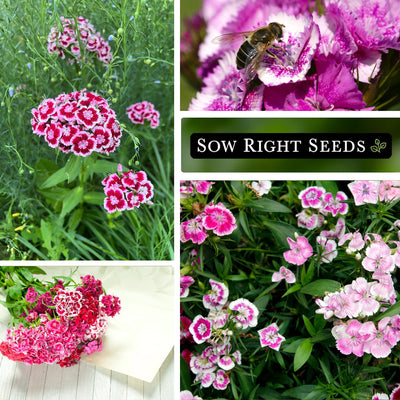 sweet william mix seeds collage growing in garden bee bouquet 