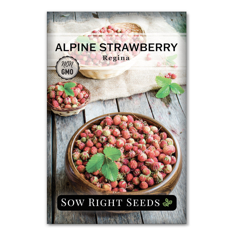 Regina Alpine Strawberry
