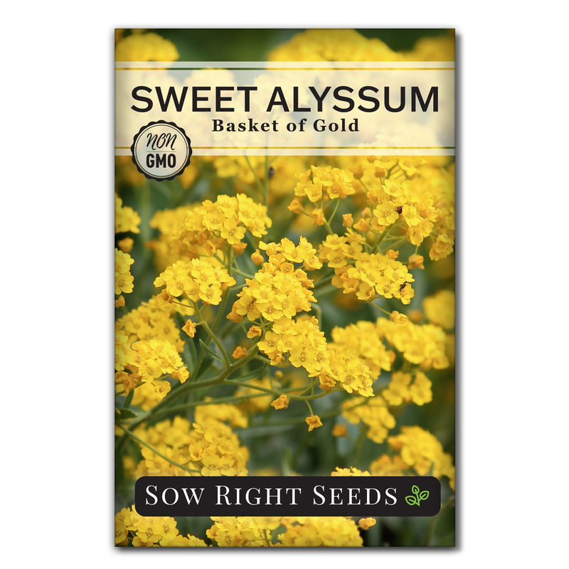 basket of gold sweet alyssum seed packet flowers sow right seeds