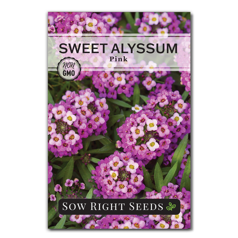 pink sweet alyssum seed packet flowers sow right seeds