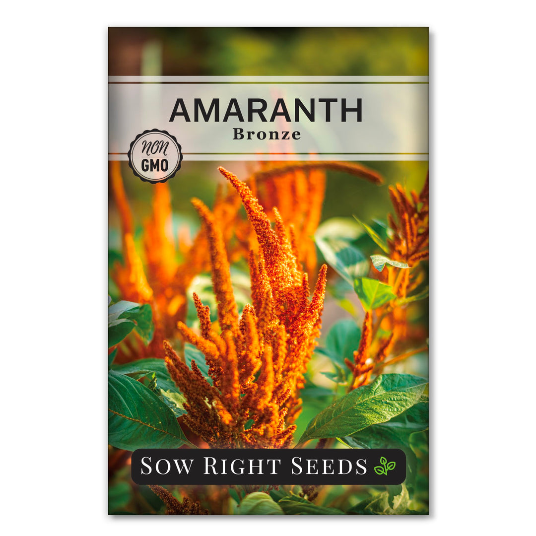 amaranth flower seeds Bronze Amaranth Seeds