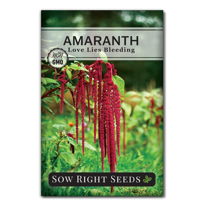 love lies bleeding amaranth seed packet flowers grains sow right seeds