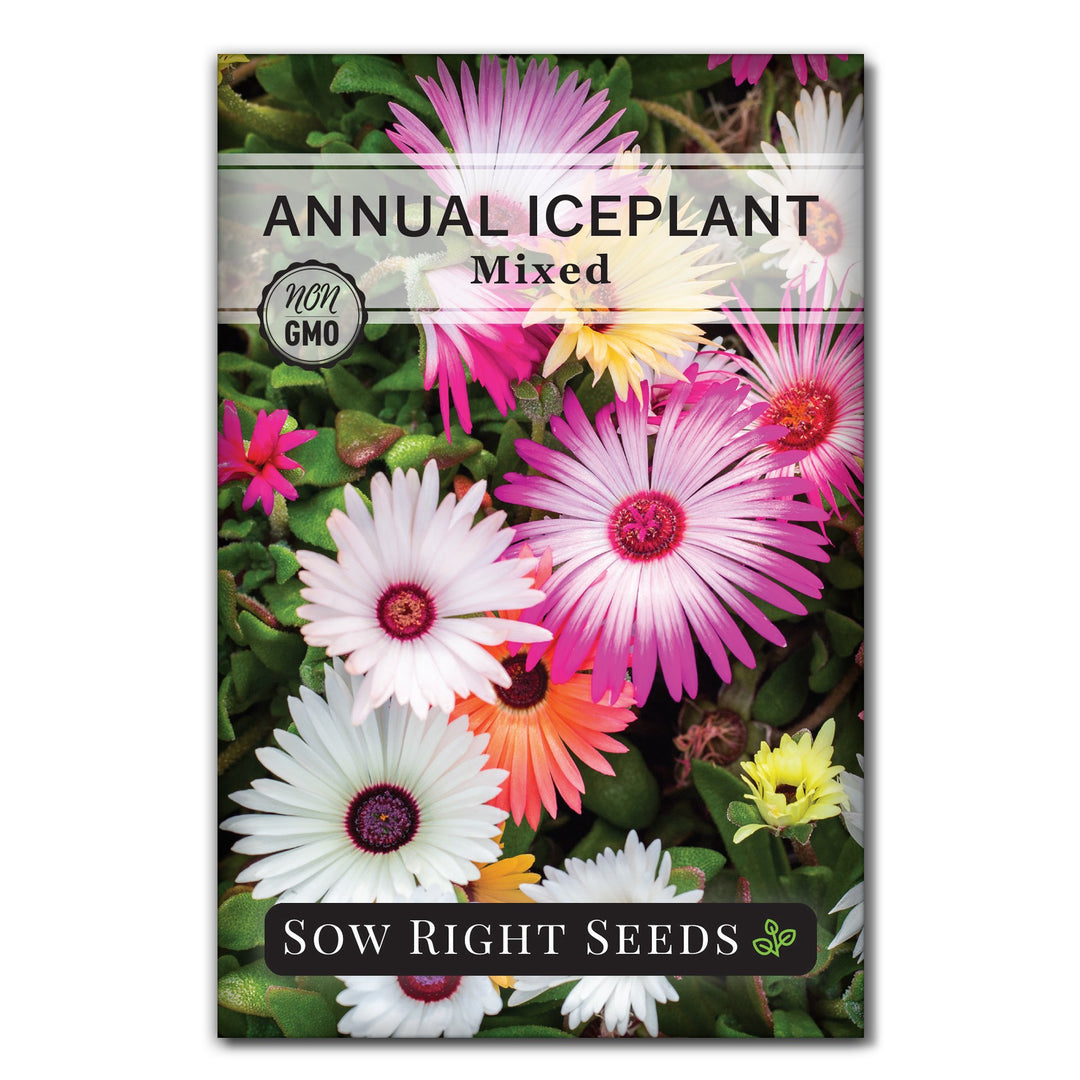 AnnualIcePlantMixed_1080x.jpg?