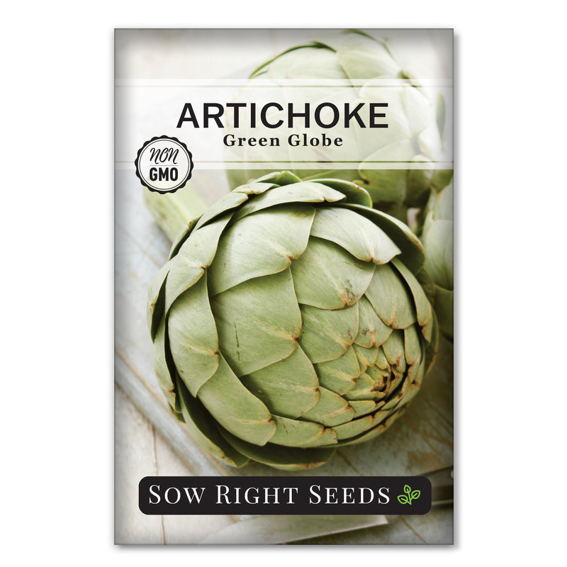 green globe artichoke