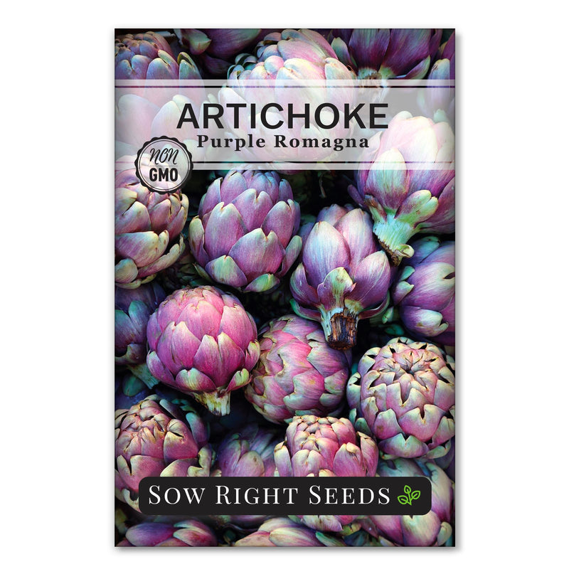 purple romagna artichoke seed packet vegetables sow right seeds