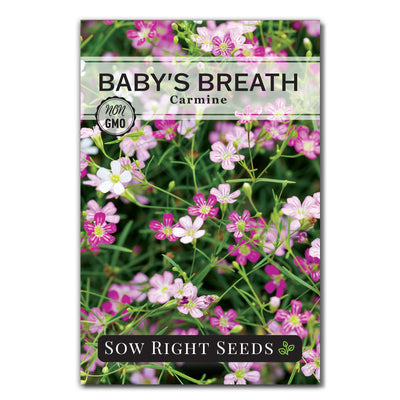 carmine baby's breath seed packet flowers sow right seeds