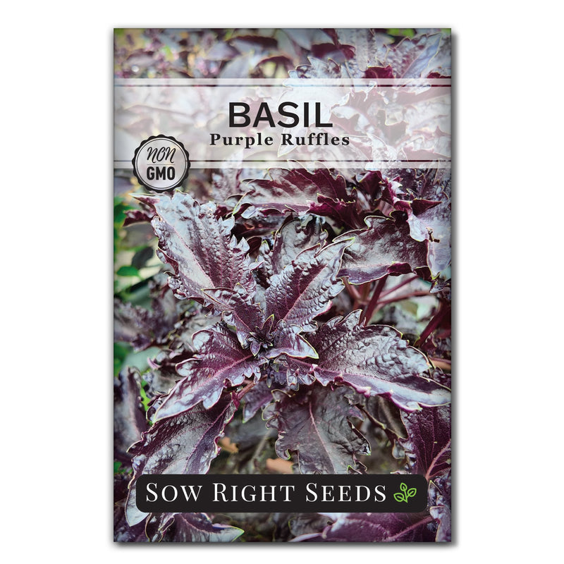 Purple Ruffles Basil