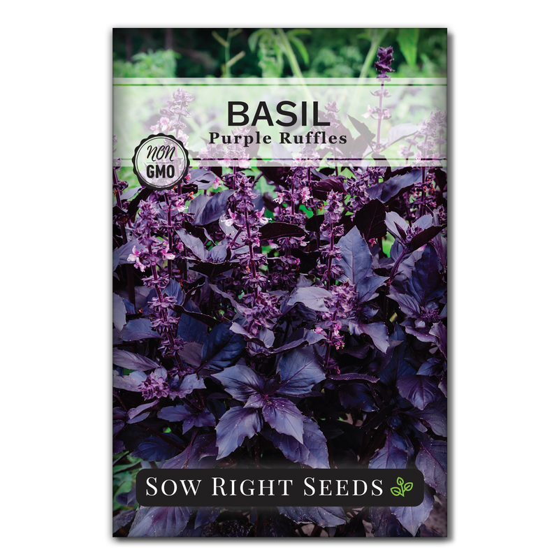 Purple Ruffles Basil Seeds | Beautiful Herb Makes Unique Pesto – Sow ...