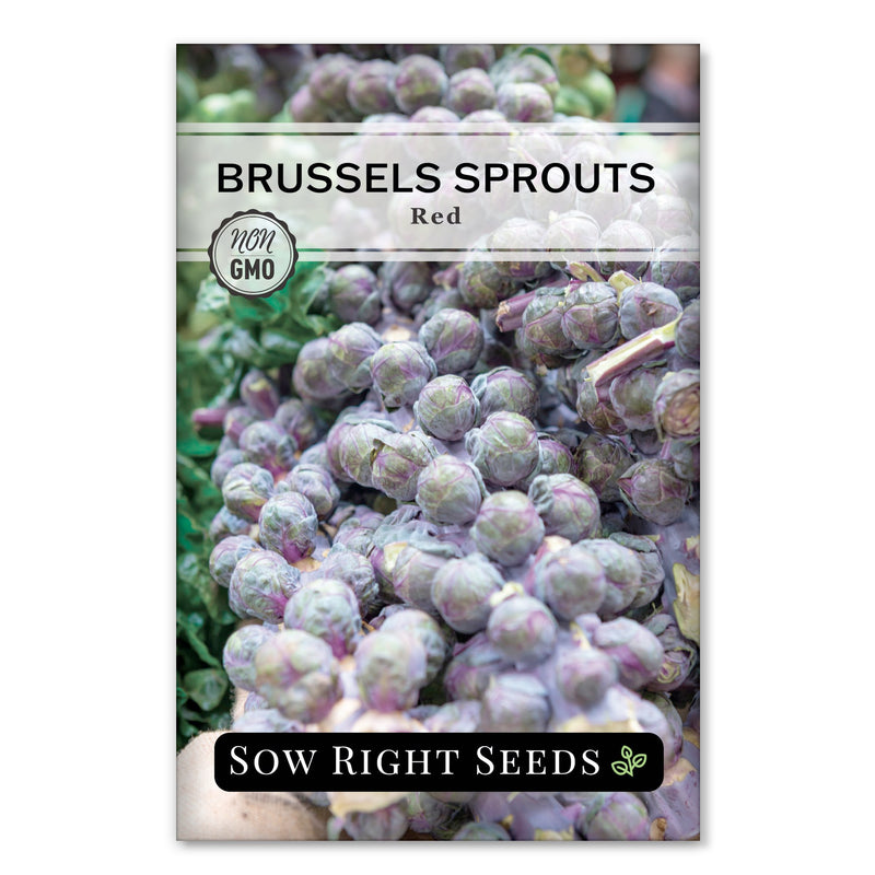 Red Brussels Sprouts