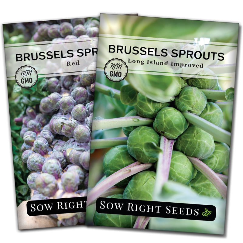 brussels sprouts seed collection long island improved red vegetables sow right seeds