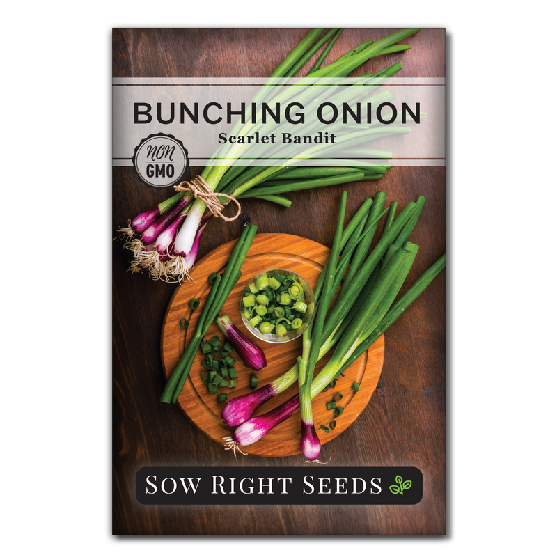 Scarlet Bandit Bunching Onion