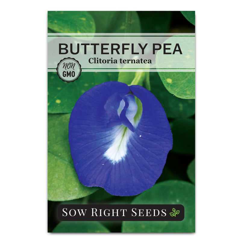 clitoria plant seeds Butterfly Pea Seeds