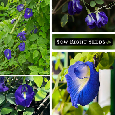 Butterfly Pea Seeds