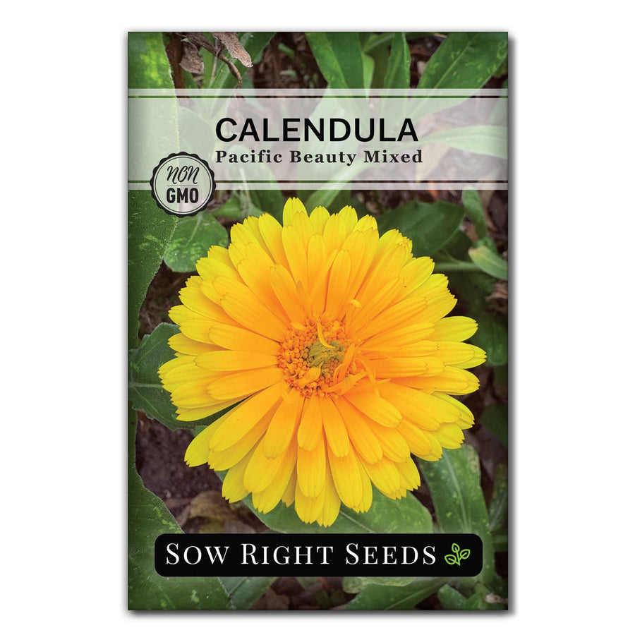CalendulaPacificBeautyMixedFro