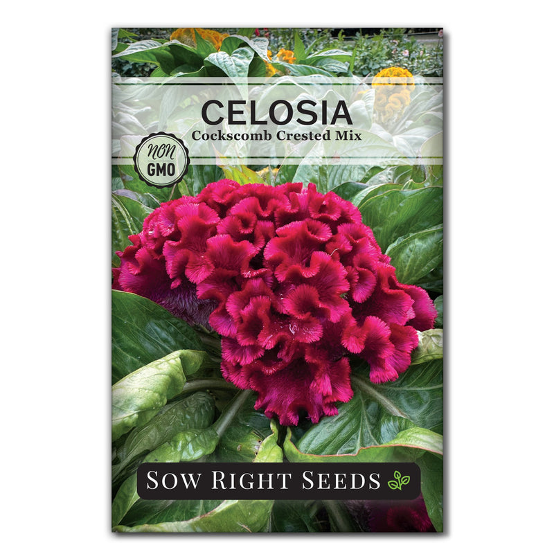 Cockscomb Crested Mix Celosia Seeds