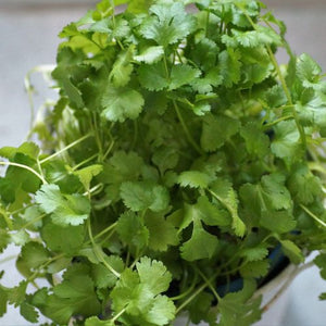 Grow cilantro indoors