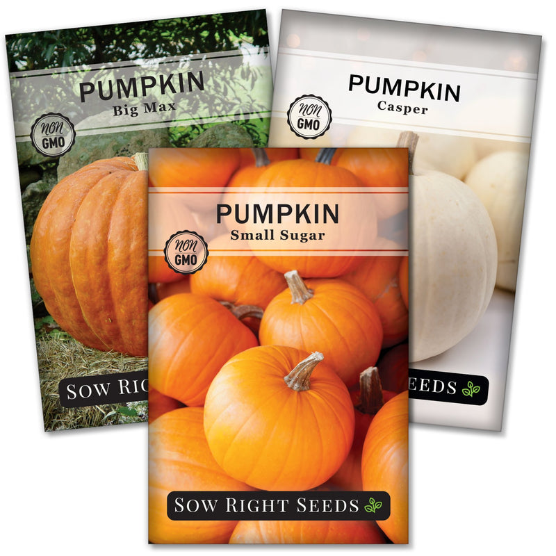 classic pumpkin collection seed packet sow right seeds big max casper small sugar