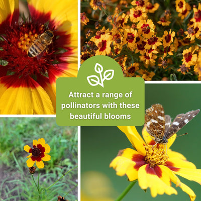 plains coreopsis seeds attract a range of pollinators with these beautiful blooms