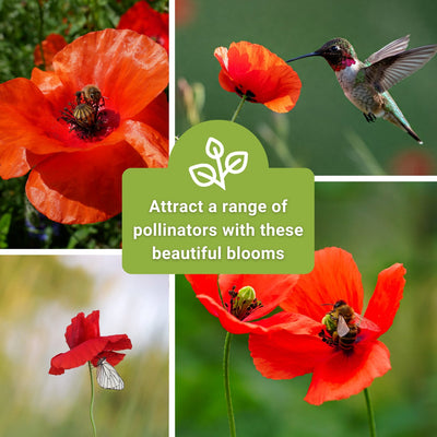 american legion poppy seeds attract a range of pollinators with these beautiful blooms