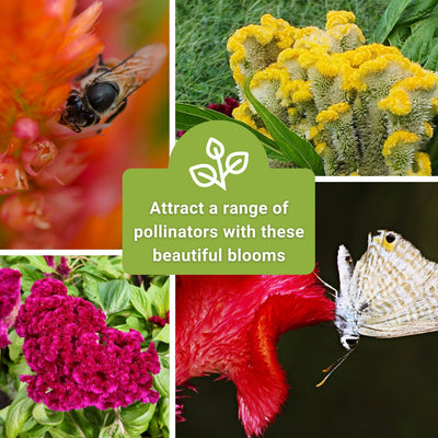 Cockscomb Crested Mix Celosia Seeds