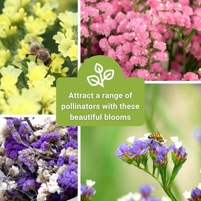 Statice Pastel Mix Seeds