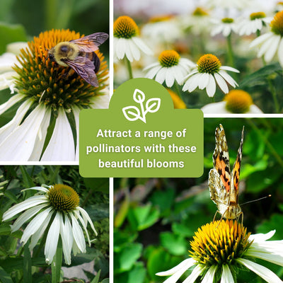 white coneflower seeds attract a range of pollinators with these beautiful blooms