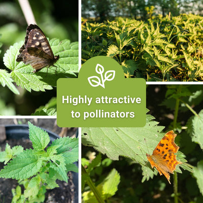 Stinging Nettle Seeds