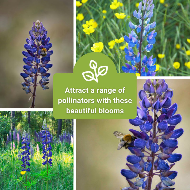 wild blue lupine seeds attract a range of pollinators with these beautiful blooms