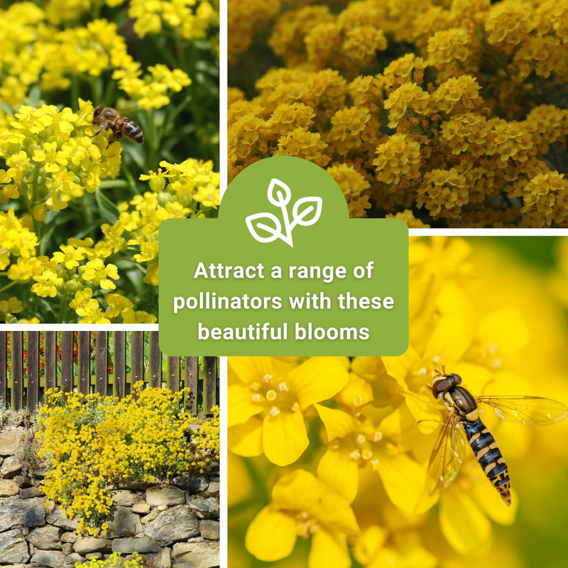 basket of gold sweet alyssum seeds attract a range of pollinators with these beautiful blooms