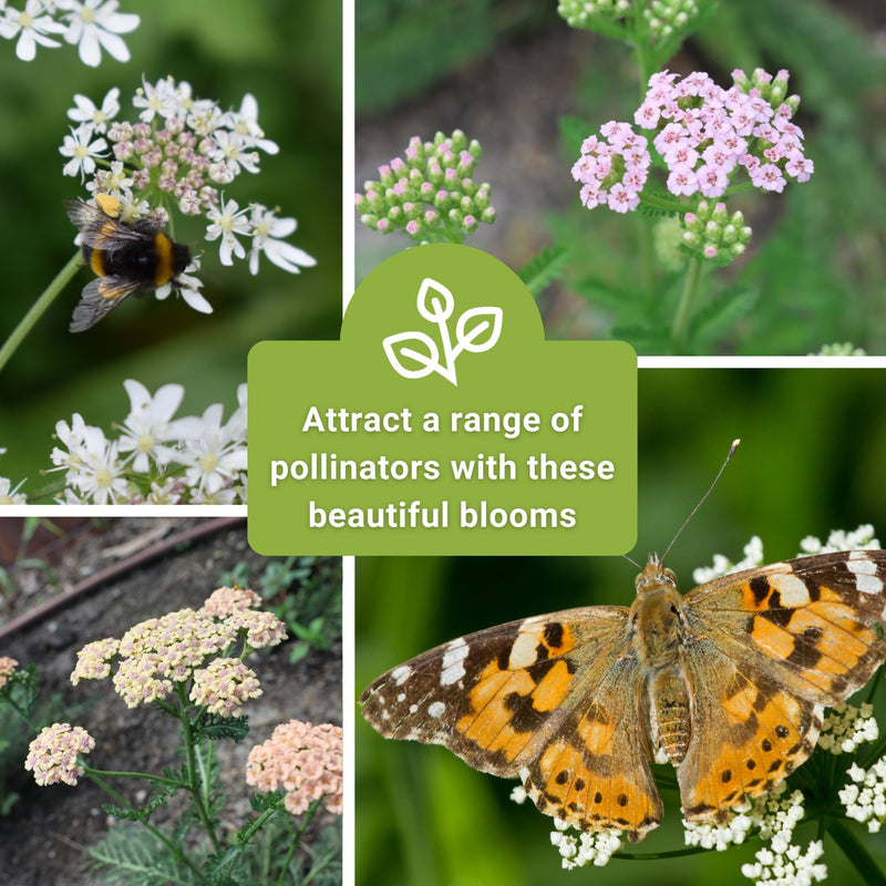 pastel mix yarrow seeds attract a range of pollinators with these beautiful blooms