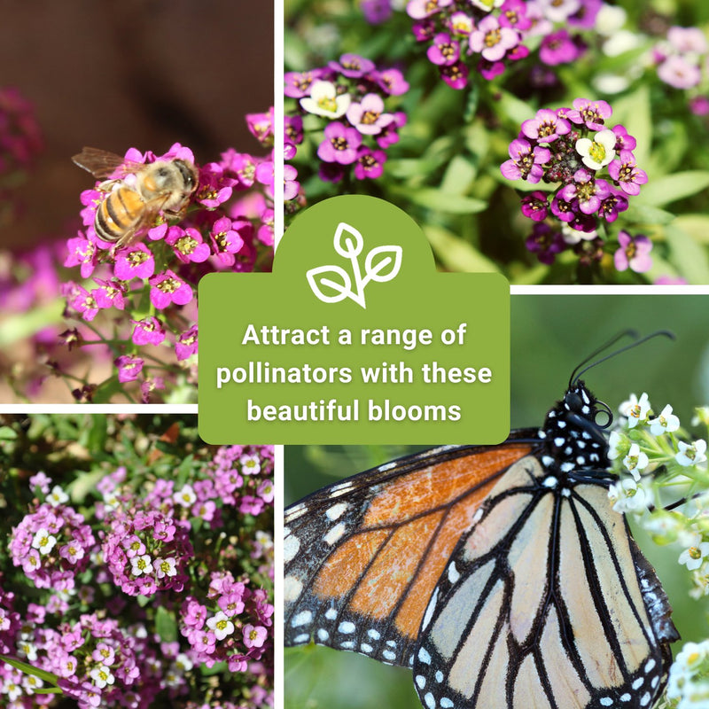 pink sweet alyssum seeds attract a range of pollinators with these beautiful blooms