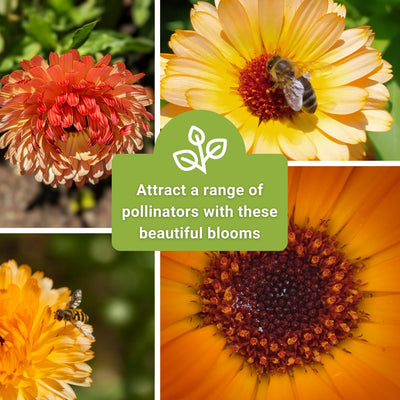 pink surprise calendula seeds attract a range of pollinators with these beautiful blooms