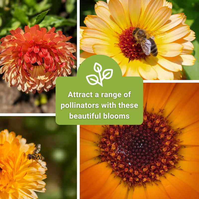 pink surprise calendula seeds attract a range of pollinators with these beautiful blooms