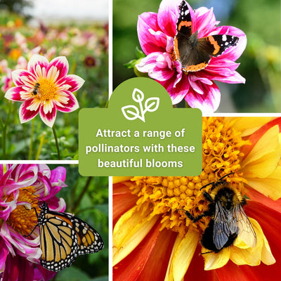 collarette dandy dahlia seeds attract a range of pollinators with these beautiful blooms
