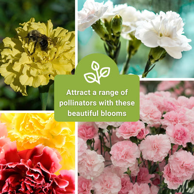 triumph mix carnation seeds attract a range of pollinators with these beautiful blooms