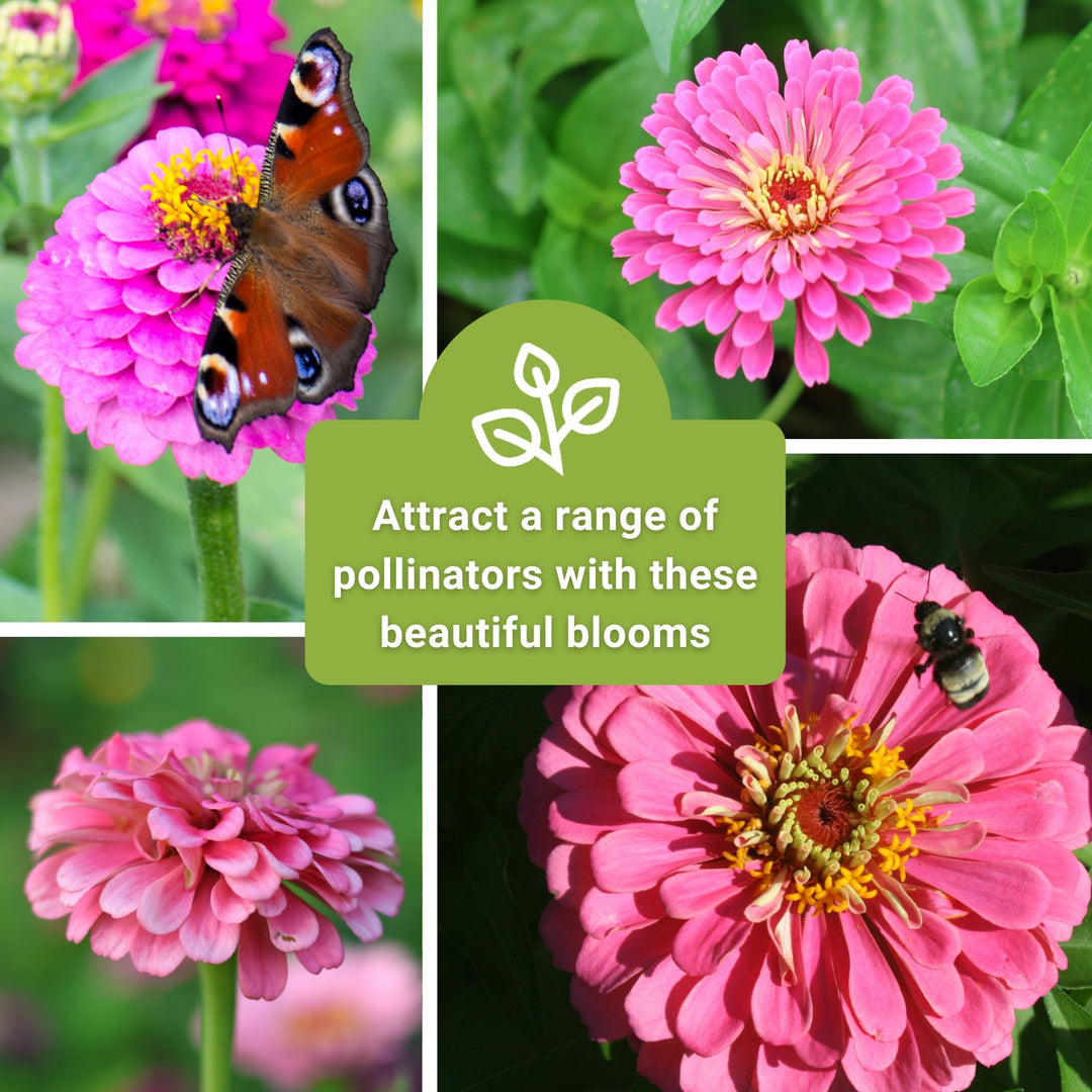 Luminosa Zinnia | Attract Pollinators with Beautiful Blooms – Sow