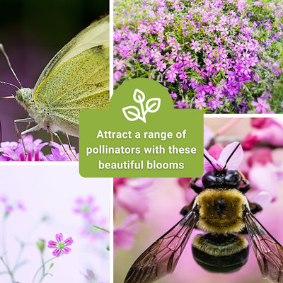 carmine baby's breath seeds attract a range of pollinators with these beautiful blooms