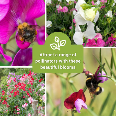 knee high sweet pea seeds attract a range of pollinators with these beautiful blooms