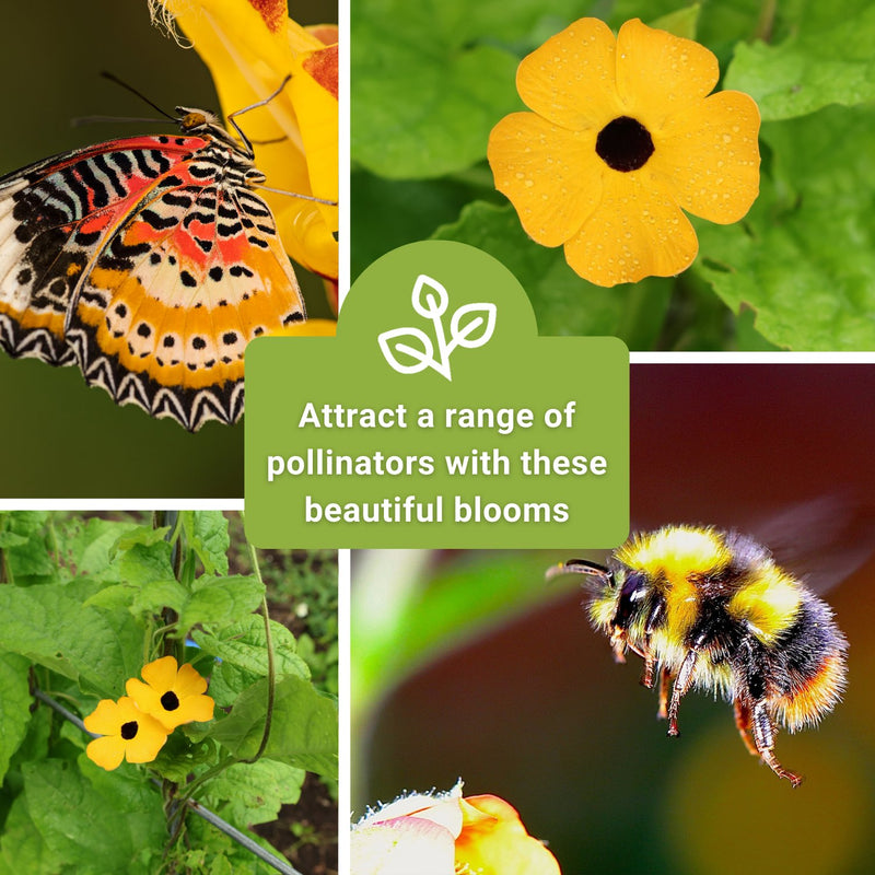 Black Eyed Susan Vine Thunbergia Seeds