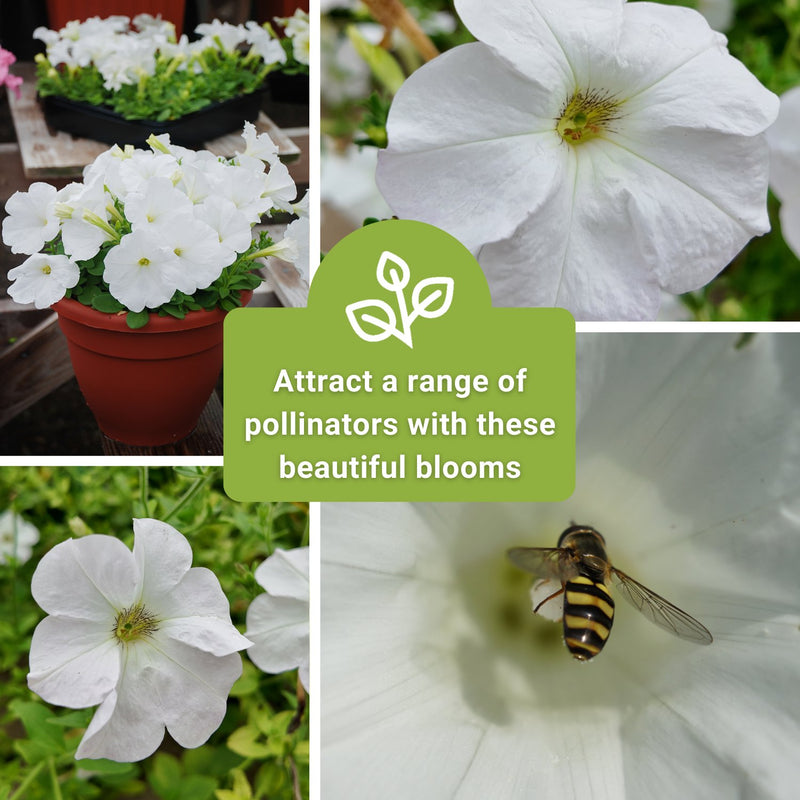 snowball petunia seeds attract a range of pollinators with these beautiful blooms
